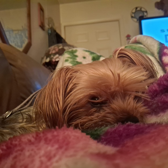 lilly